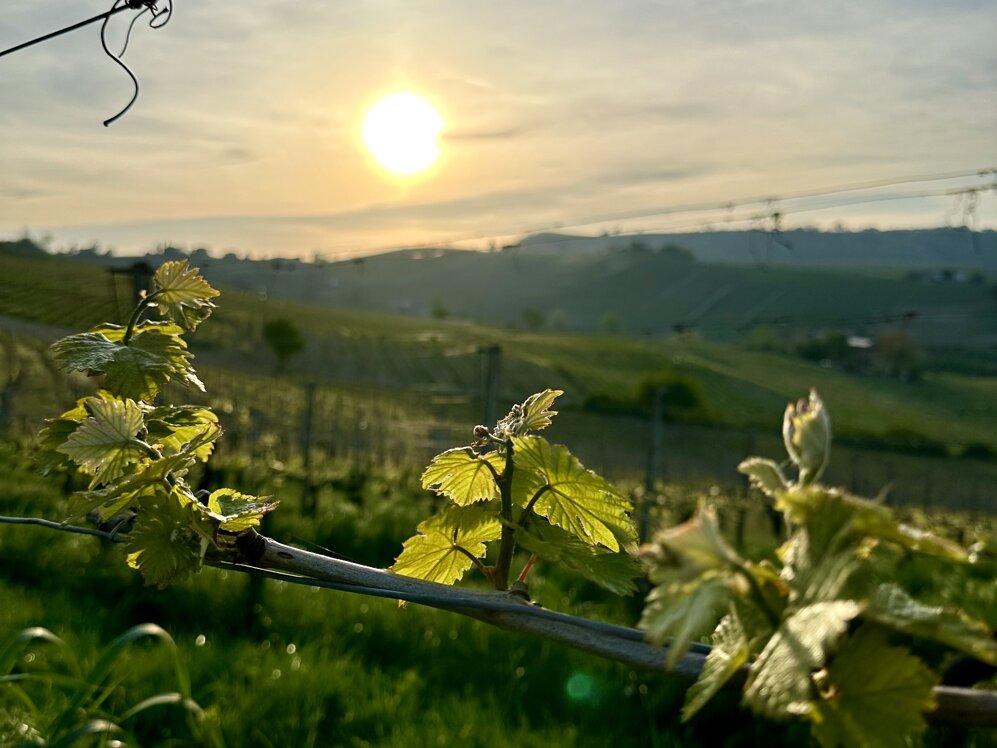 img_1823.jpeg img_1823.jpeg