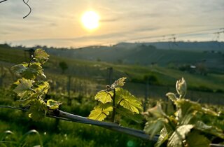 img_6733.jpeg img_6733.jpeg