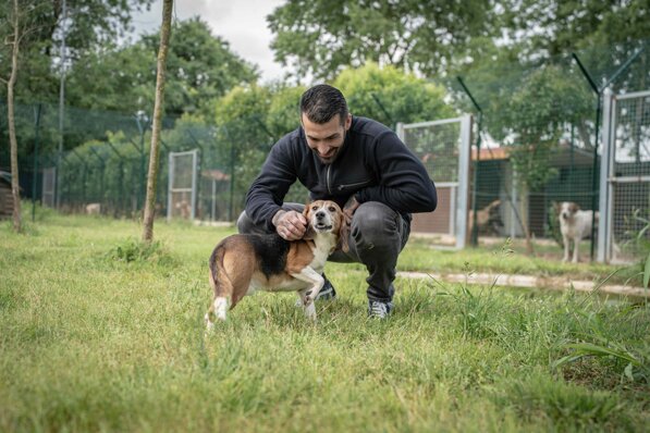 Operatore di Animal Support Service durante una fase di recupero e messa in sicurezza di un cane smarrito