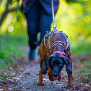 Cane da mantrailing impegnato nella ricerca olfattiva di un animale smarrito sul territorio