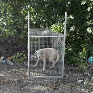 Cattura sicura e non traumatica di un cane smarrito tramite gabbia monitorata a distanza
