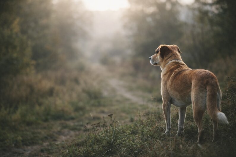 Cane smarrito in ambiente naturale durante le operazioni di ricerca e monitoraggio