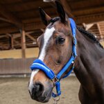 cavezza-blu-con-lunghina