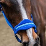 cavezza-blu-con-lunghina