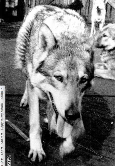 Kara Van de Kilstroom (F2 - 1967) sorella di Harpo