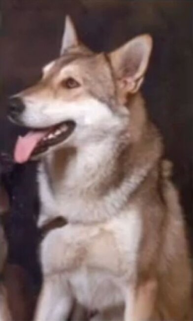 Zaska Van de Kilstroom (F3 - 1976), antenata di Uria