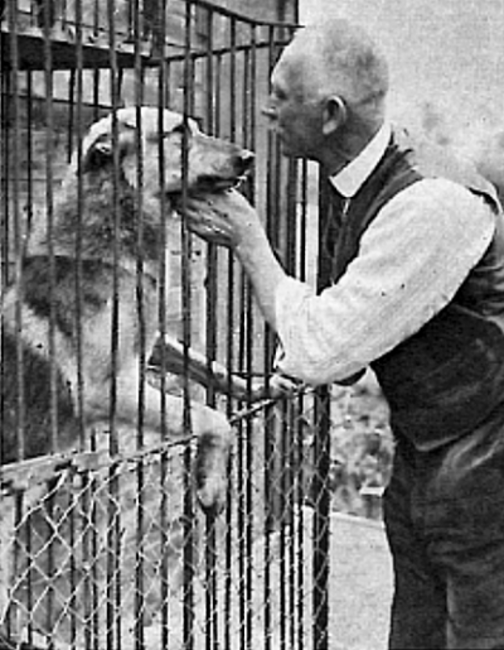 L. Saarloos con Kaja Van de Kilstroom (F2 - 1939), la prima saarloos marrone foresta