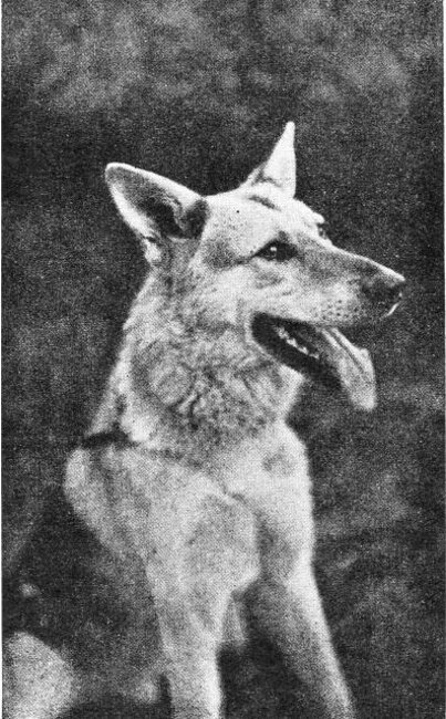 Barr� Van de Kilstroom (F1 - 1938)