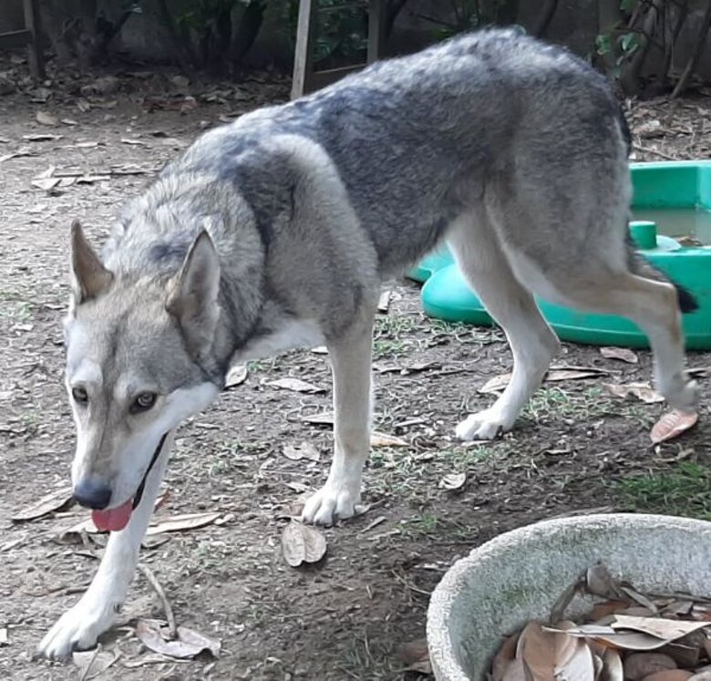 Beren Luthien Baretium Teutha