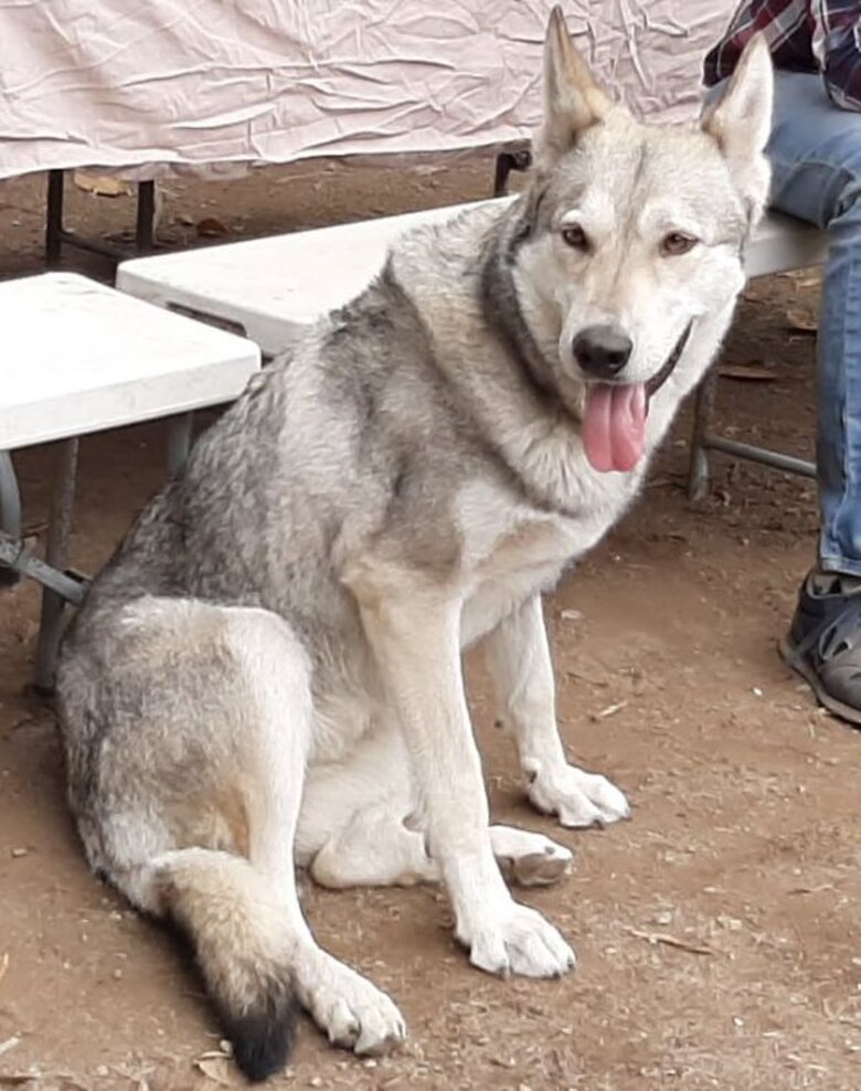 Beren Luthien Baretium Teutha