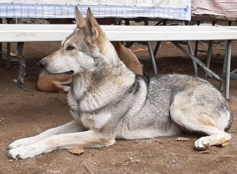 Beren Luthien Baretium Teutha