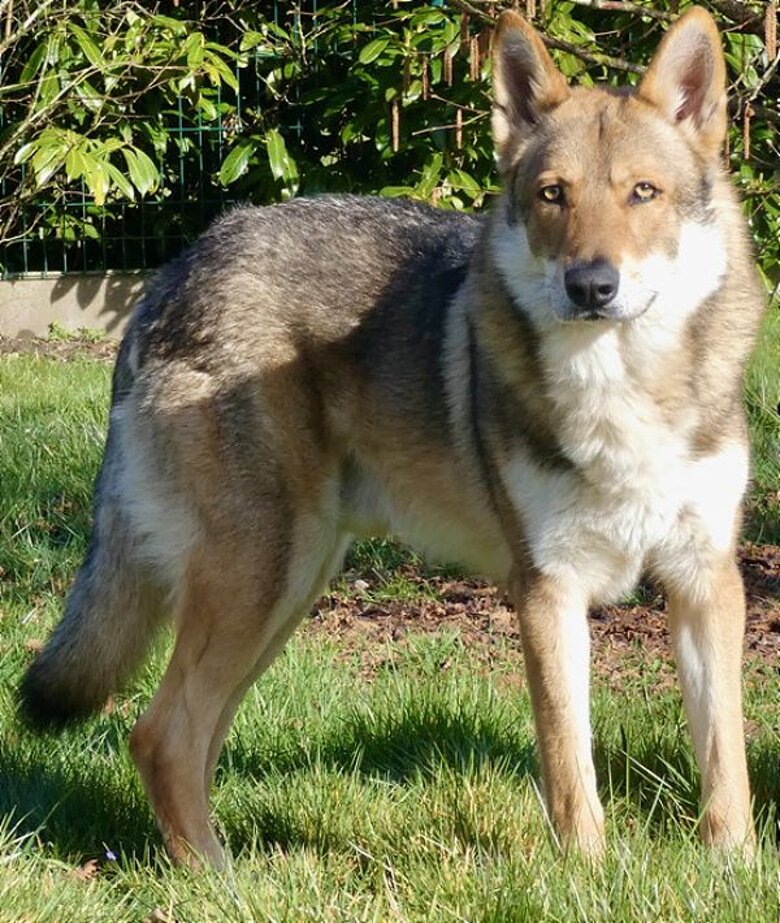 Oro des Flammes Rousses