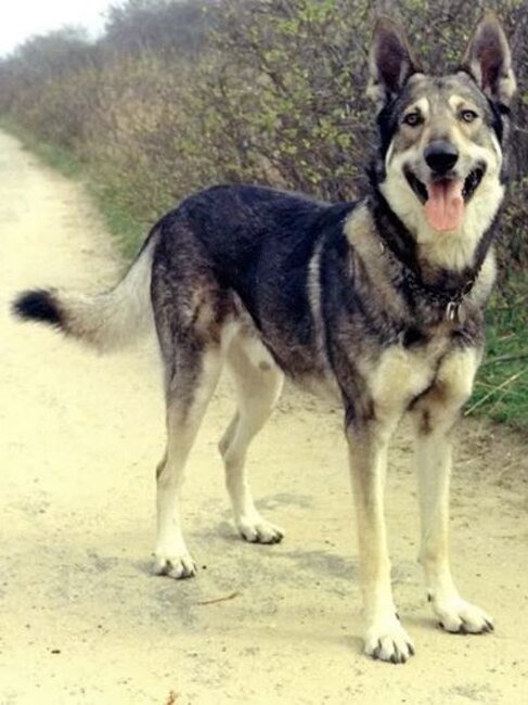 Kalep Van de Kilstroom (1970)