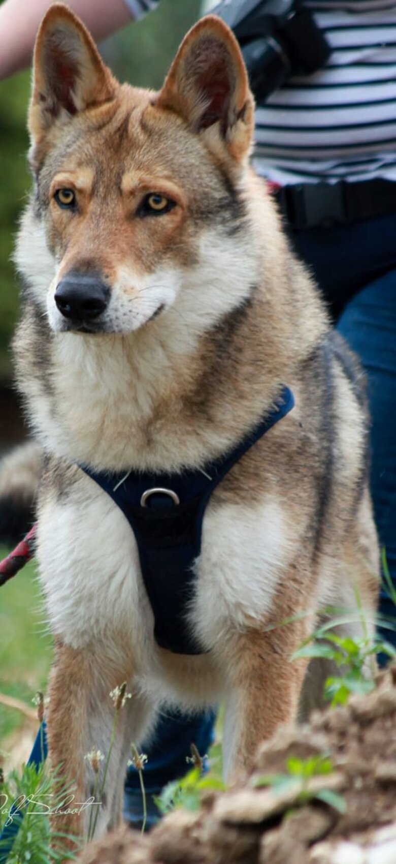 Oro des Flammes Rousses