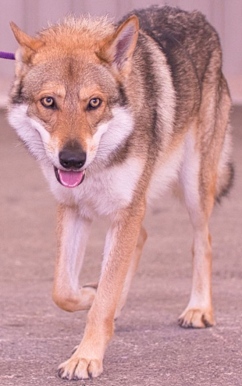 Oro des Flammes Rousses