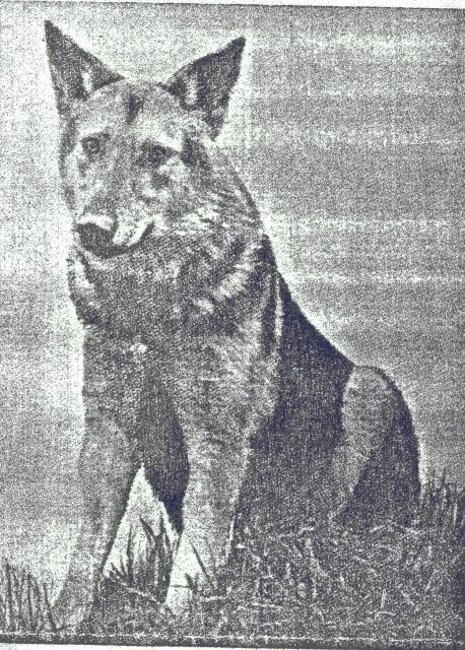 Fleurie Van de Kilstroom (F1 - 1937)