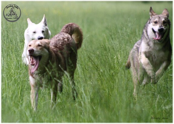 11312768_956988744321723_9120387733318643414_o