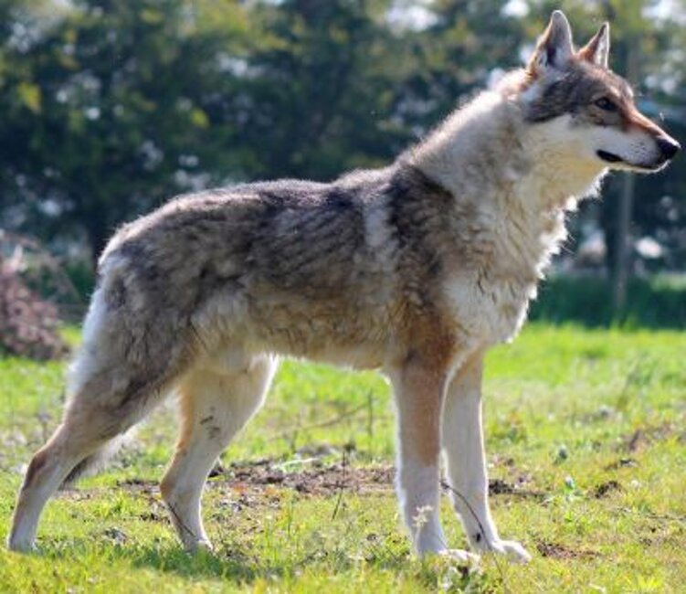 Zazi Zen Daoina Sidhe (1999), 51 figli dichiarati