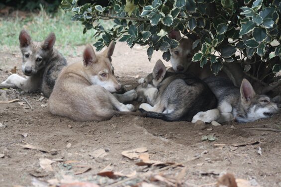 d92ecf93-0197-40a1-8d0d-cd705373d1f8 d92ecf93-0197-40a1-8d0d-cd705373d1f8