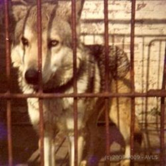 La lupa Fleur II (1952)