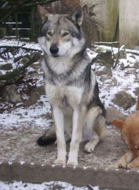 Skog Av Seppalaska (2002), 72 figli dichiarati