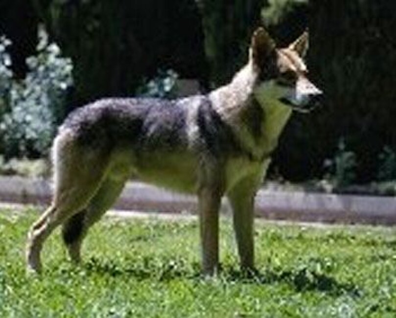 Guzzi Lupo Zwart Van Helmond (1982)