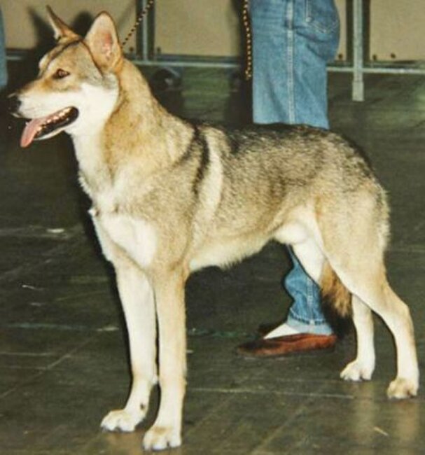 Perneault (1991) (M)