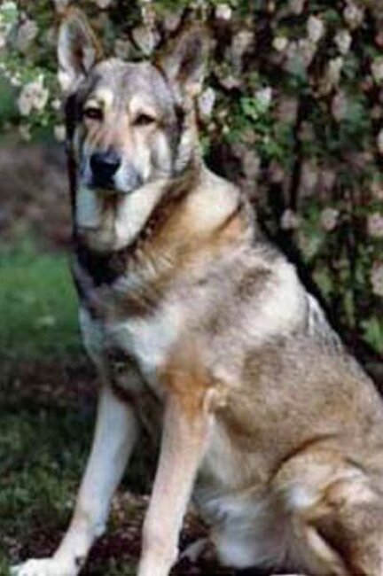 Timber Van de Kilstroom (1973)