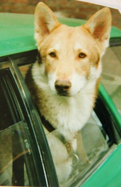 Ischar Marek Zwart Van Helmond (1984) (F)