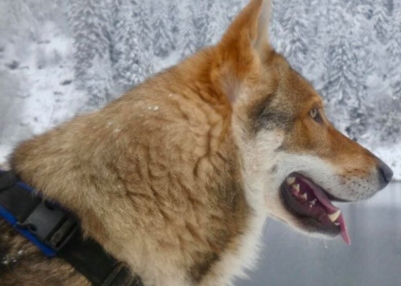 Oro des Flammes Rousses