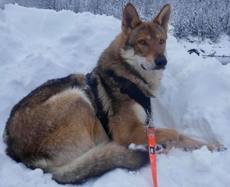 Oro des Flammes Rousses