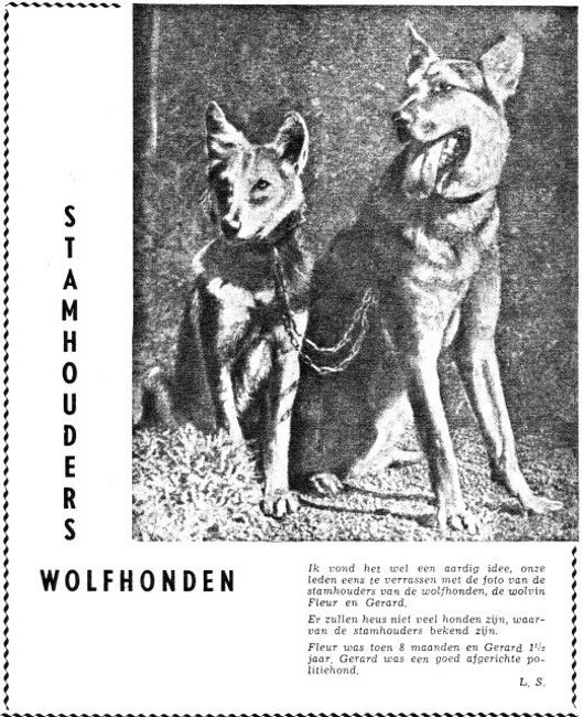 La lupa Fleur (1934) e il pastore tedesco Gerard (1933), progenitori della razza