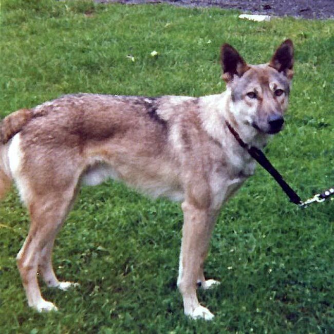 Harpo Van de Kilstroom (F2 - 1970), fratello di Kara