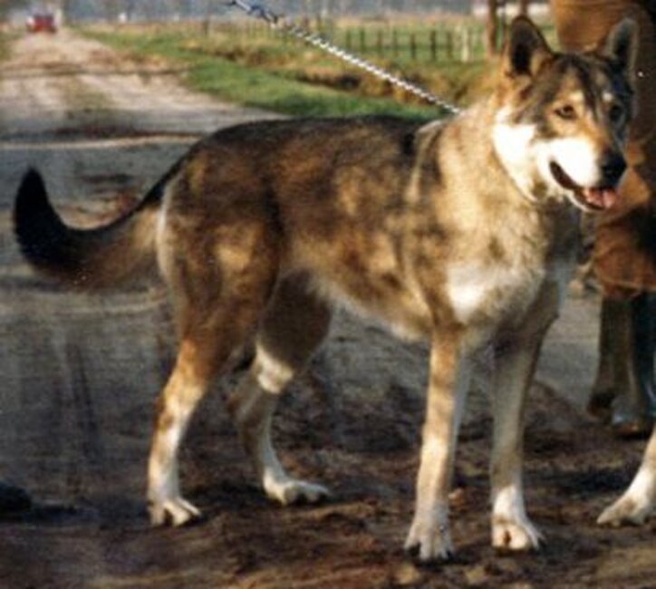 Beryl Van de Kilstroom (1977) (F)