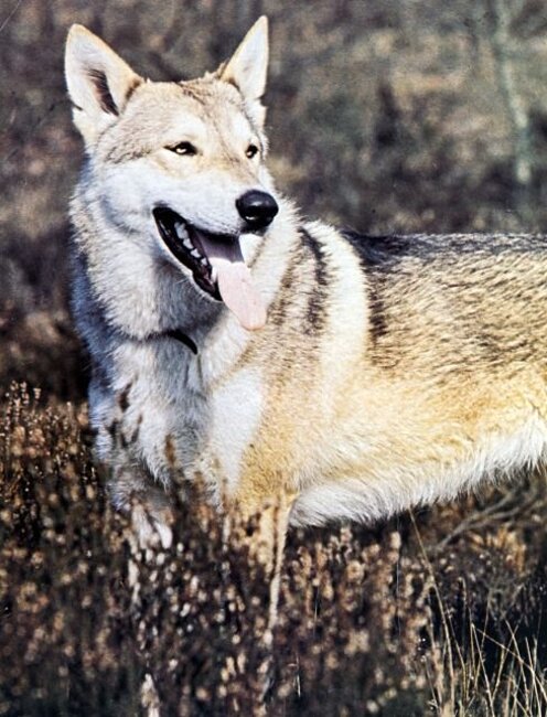 Zaska Van de Kilstroom (F3 - 1976)