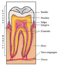 Descrizione generale Dente Descrizione generale Dente