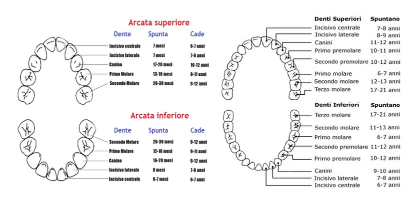 I denti nell'uomo