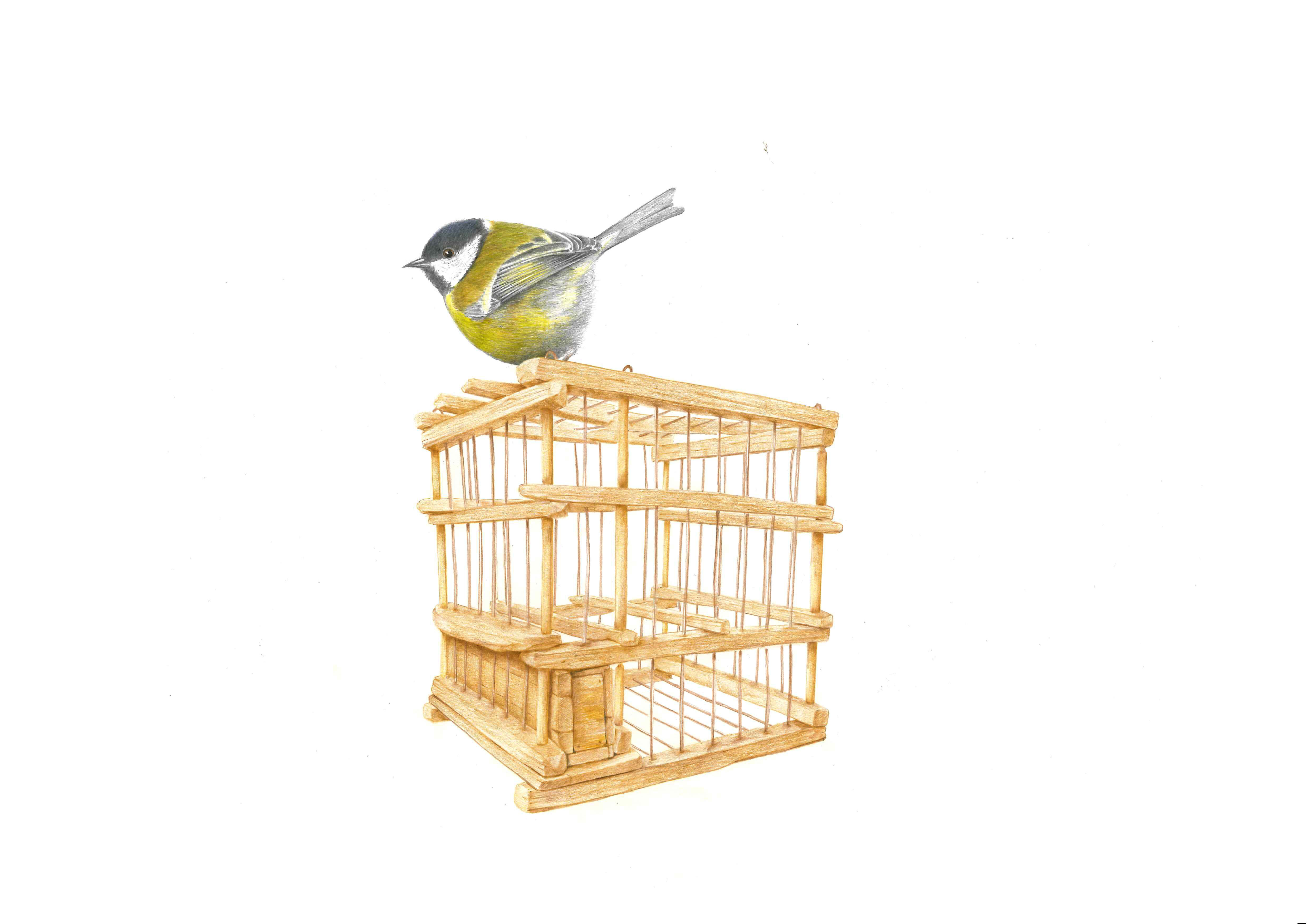 cinciallegra---disegno-di-stefano-torriani.jpeg cinciallegra---disegno-di-stefano-torriani.jpeg