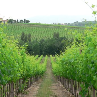 VENETO