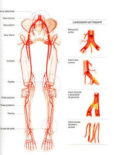 arterie_arti_infer