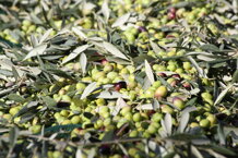 img_8319 img_8319