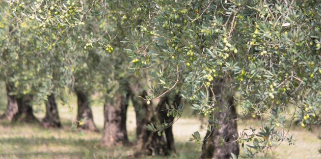 img_9710_1 img_9710_1