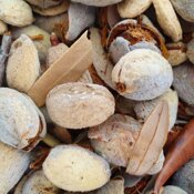 Mandorle bio