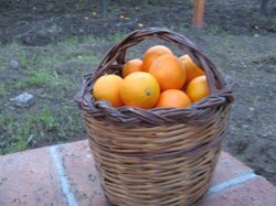img_0404compressa
