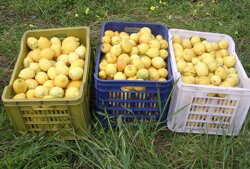 limoni200kb