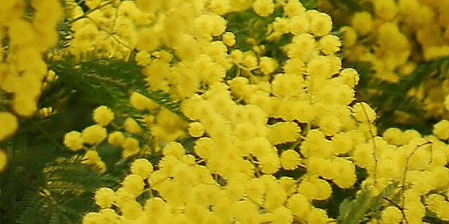 L'oro di Demetra (2008)