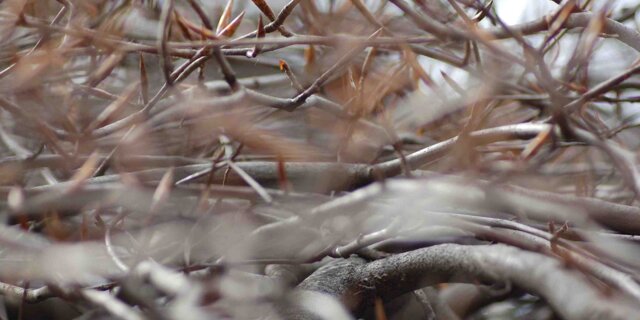 Inferno I (2013) Nel mezzo del cammin di nostra vita