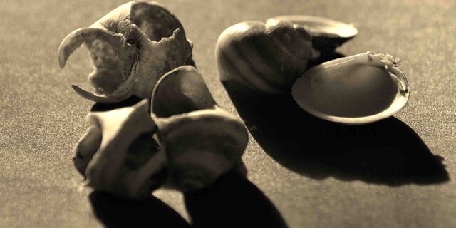 Morandeggiando (2016)