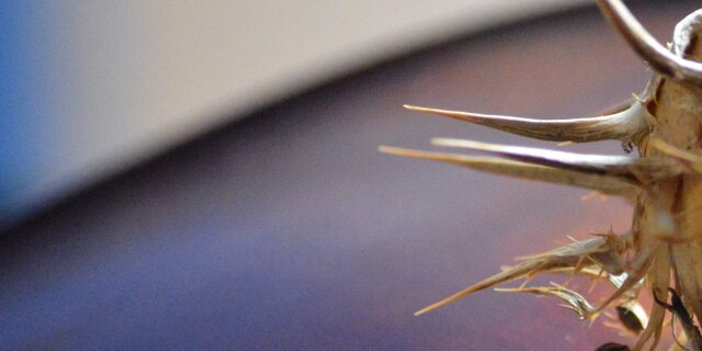 Smiley II - A Lidia (2021)