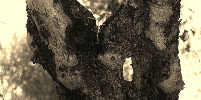 Nullus sine incommodo amor (2015)